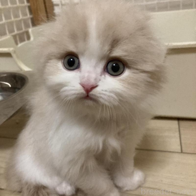 販売中の三重県のスコティッシュフォールド(折れ耳)-137692の3枚目