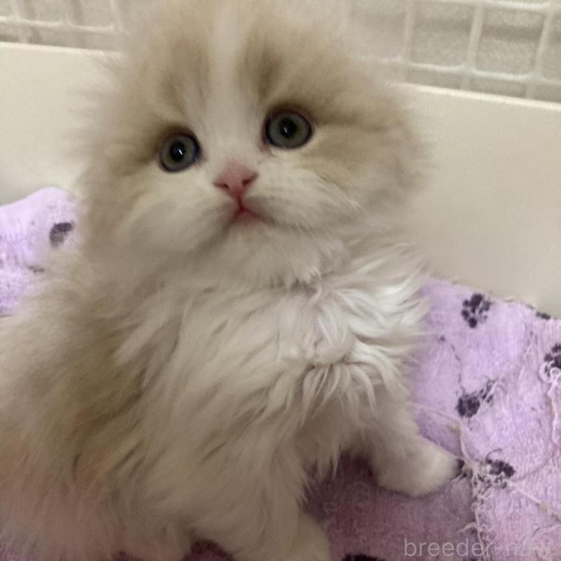 販売中の三重県のスコティッシュフォールド(折れ耳)-137692の2枚目