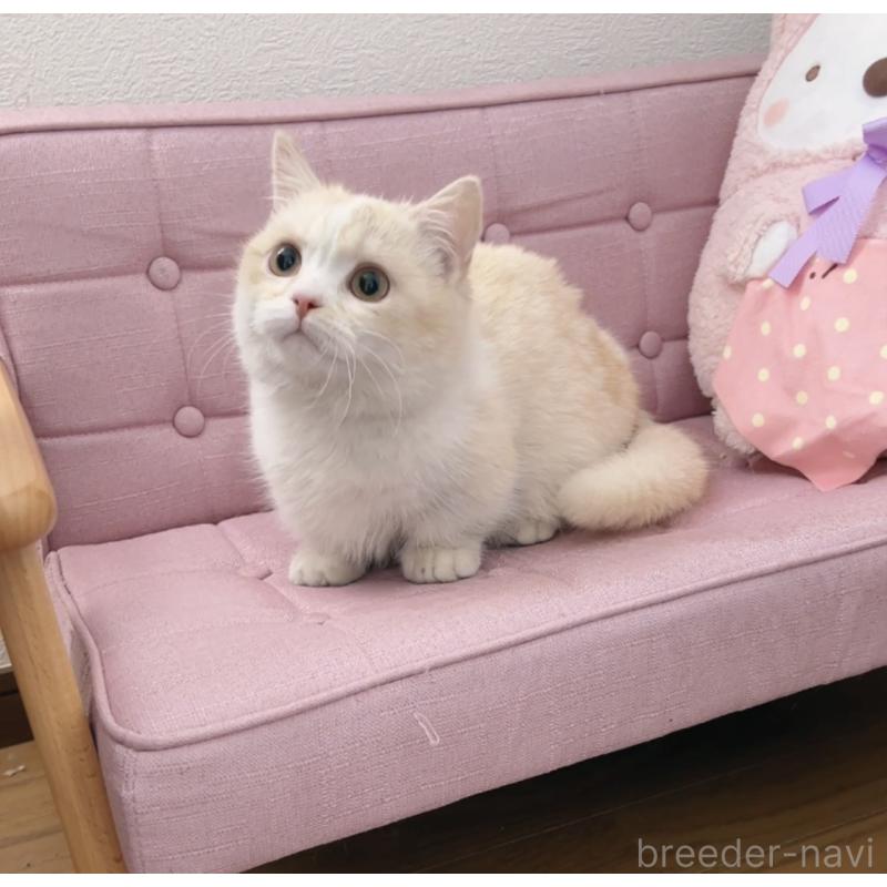 販売中の兵庫県のマンチカン(短足)-136654の3枚目