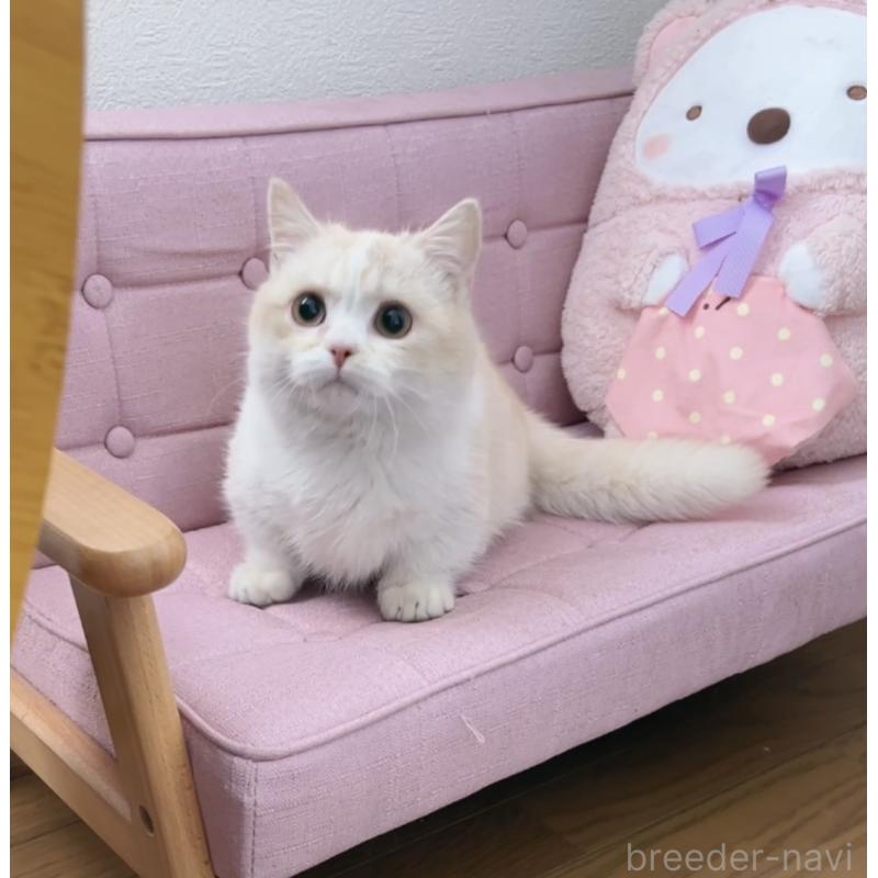 販売中の兵庫県のマンチカン(短足)-136654の2枚目