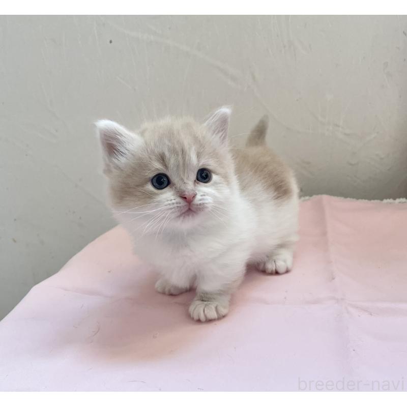 販売中の福岡県のマンチカン-136457の7枚目