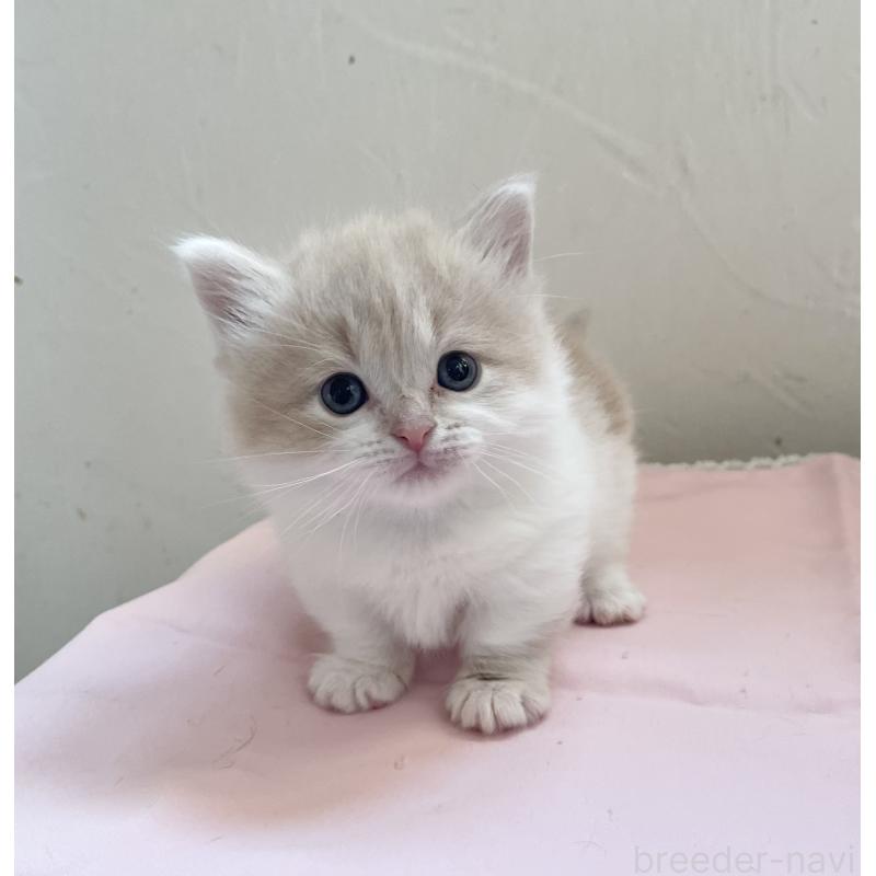 販売中の福岡県のマンチカン-136457の6枚目