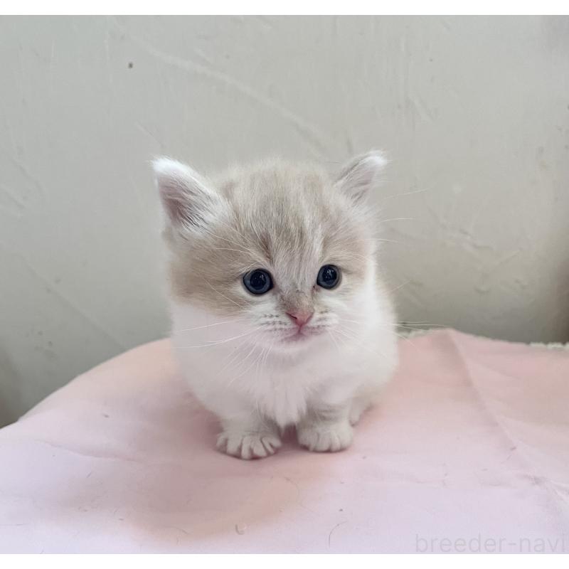 販売中の福岡県のマンチカン-136457の5枚目