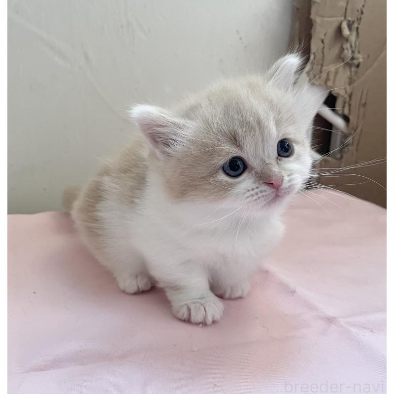 販売中の福岡県のマンチカン-136457の4枚目