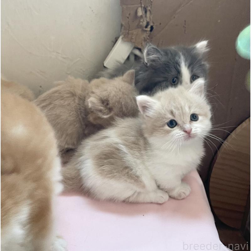 販売中の福岡県のマンチカン-136457の2枚目