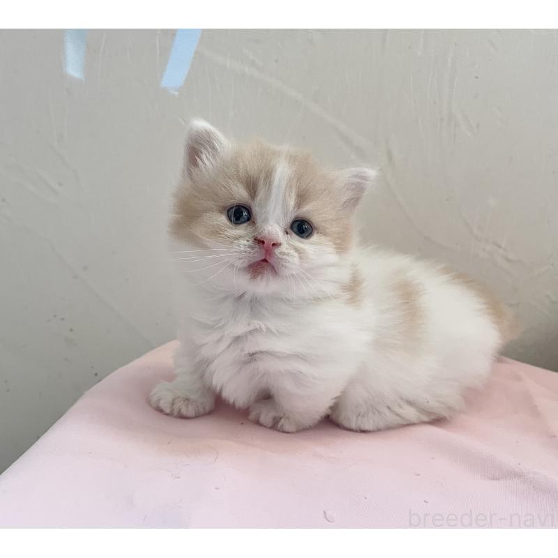 商談中の福岡県のマンチカン-136456の6枚目