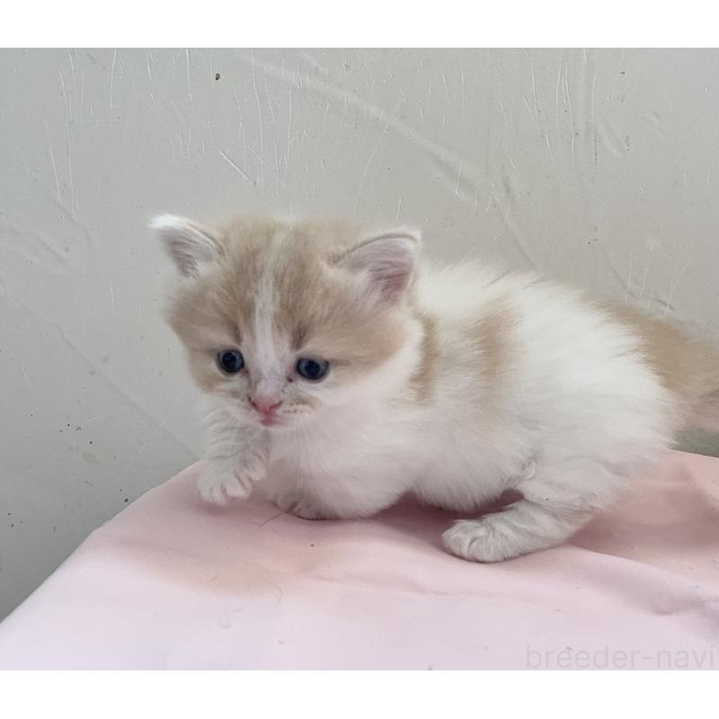 商談中の福岡県のマンチカン-136456の5枚目