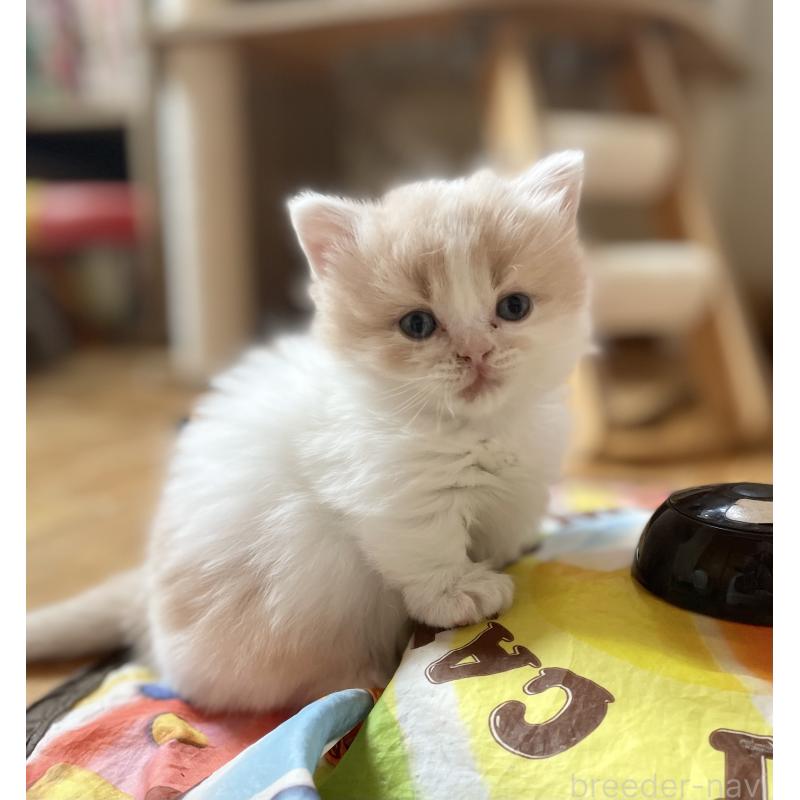 商談中の福岡県のマンチカン-136456の4枚目