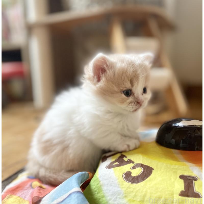 商談中の福岡県のマンチカン-136456の3枚目