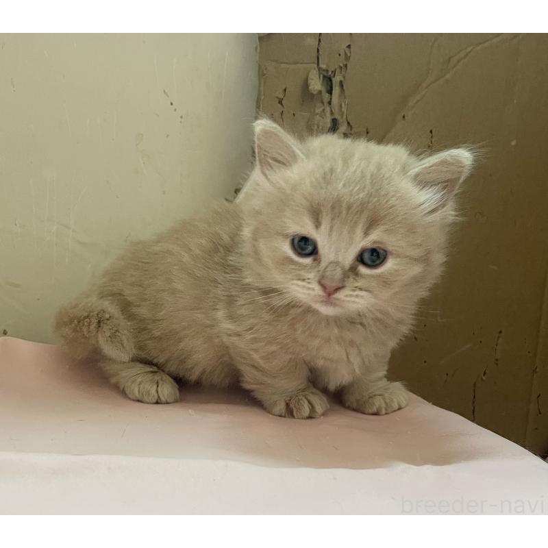 販売中の福岡県のマンチカン-136452の6枚目