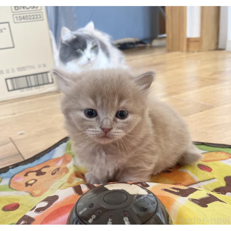 販売中の福岡県のマンチカン-136452の5枚目