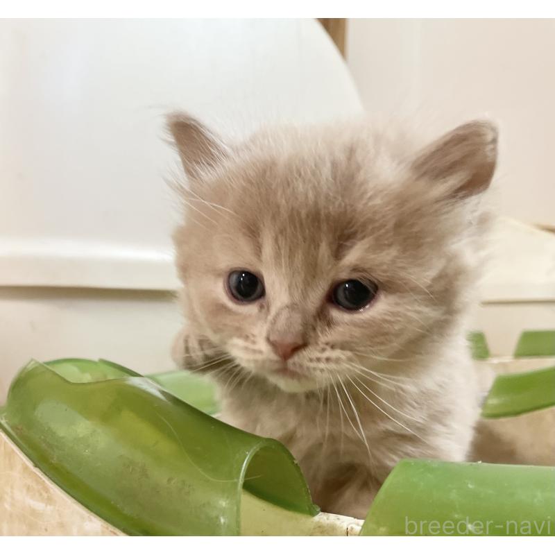 販売中の福岡県のマンチカン-136452の4枚目