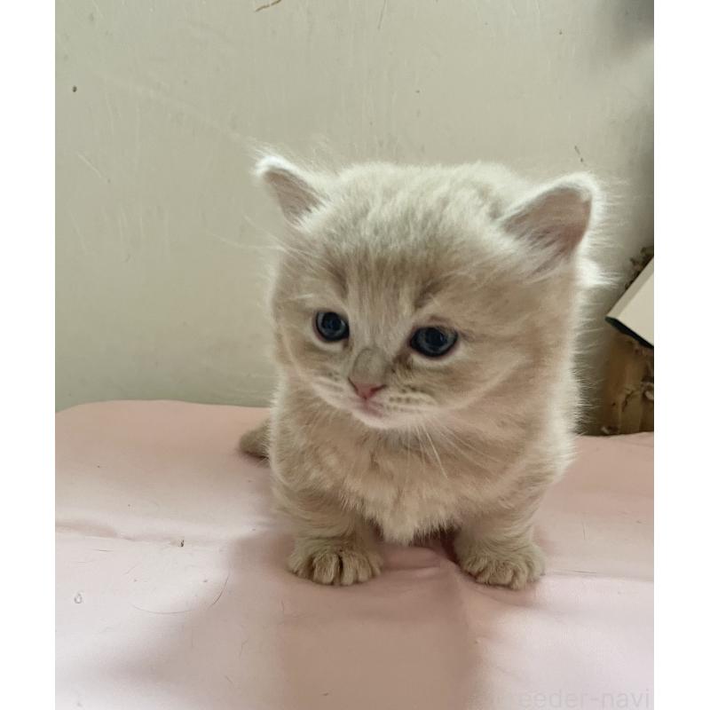 販売中の福岡県のマンチカン-136452の3枚目