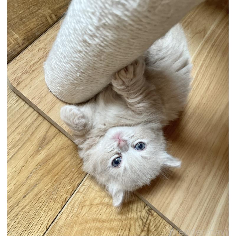 販売中の福岡県のマンチカン-136452の2枚目