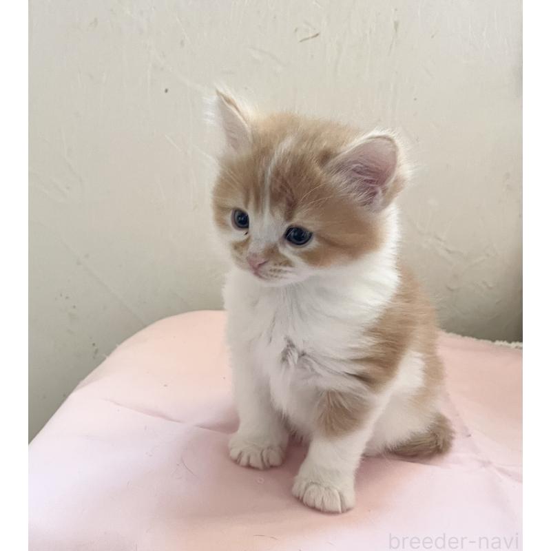 販売中の福岡県のマンチカン-136454の6枚目