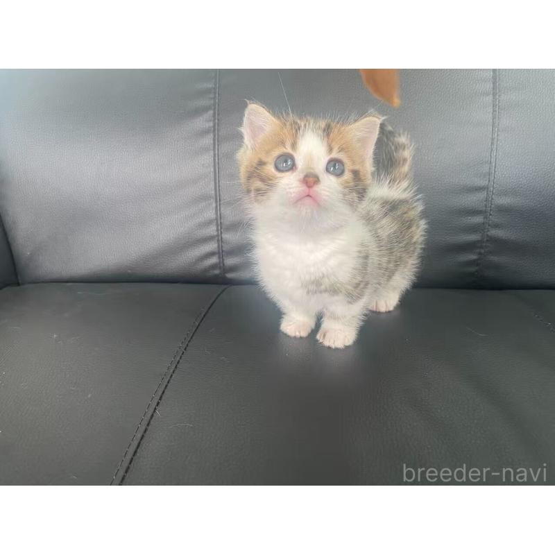 販売中の埼玉県のミヌエット-137693の5枚目