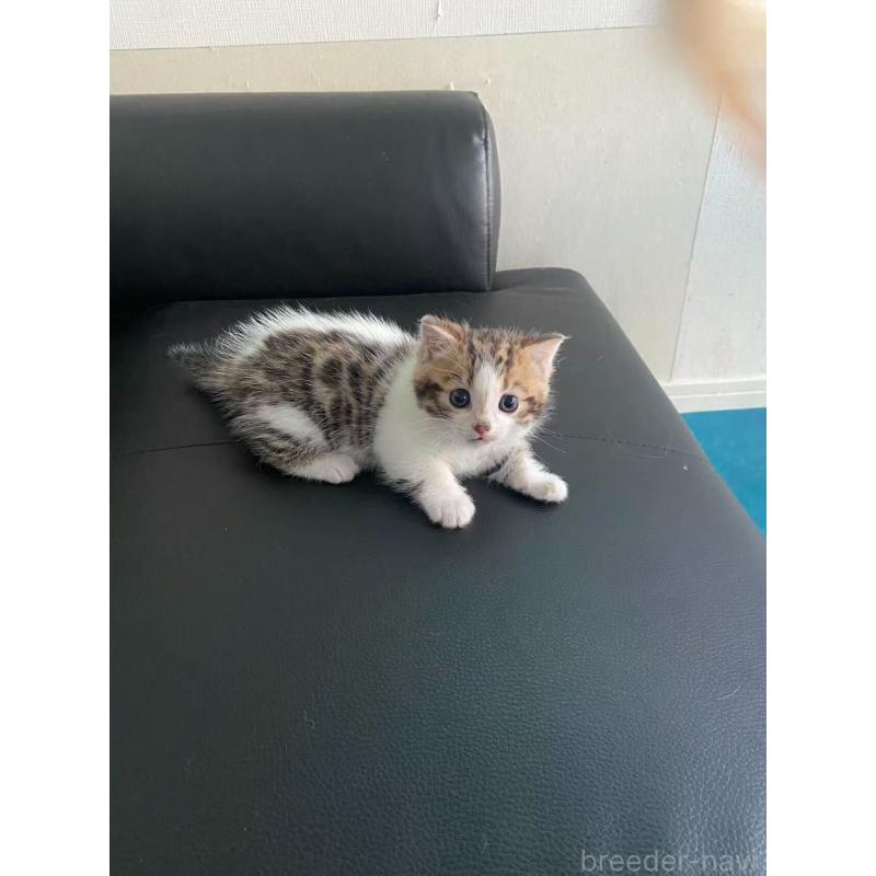 販売中の埼玉県のミヌエット-137693の4枚目