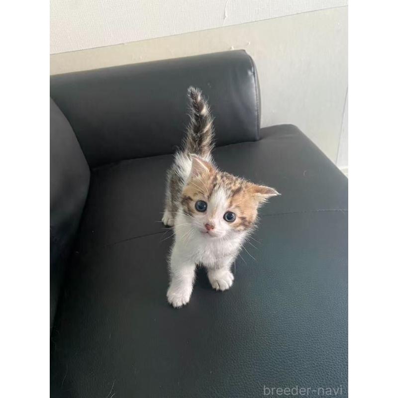 販売中の埼玉県のミヌエット-137693の3枚目