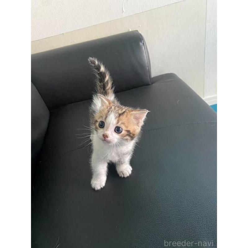 販売中の埼玉県のミヌエット-137693の2枚目