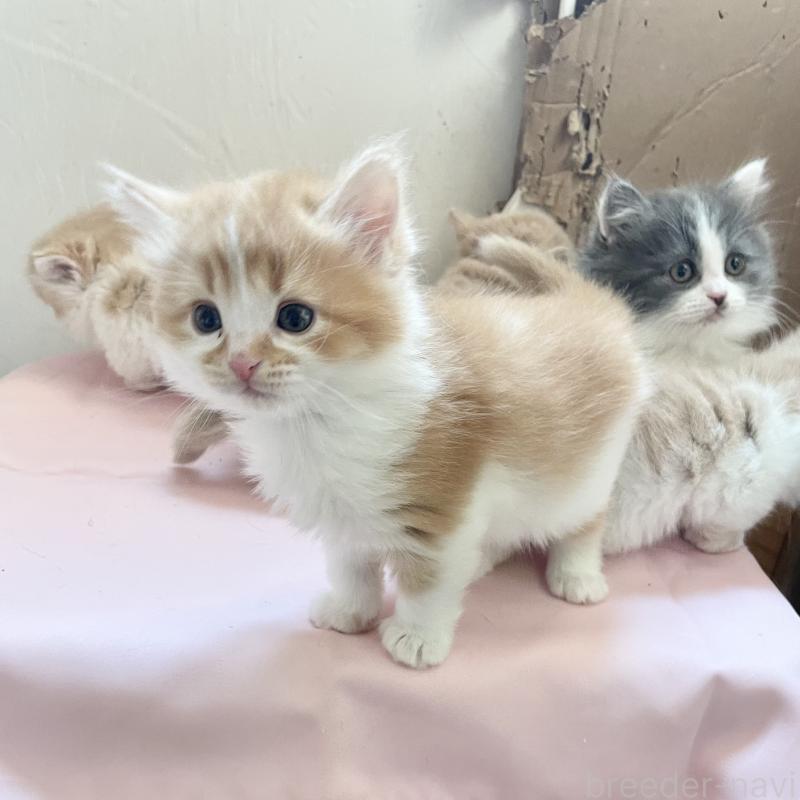 販売中の福岡県のマンチカン-136454の4枚目