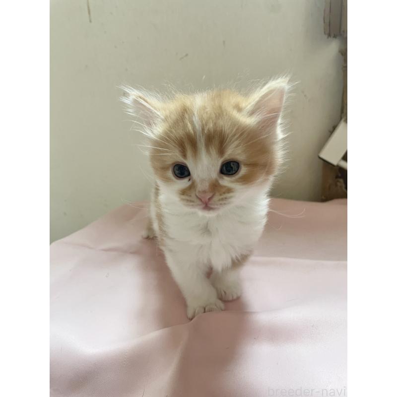 販売中の福岡県のマンチカン-136454の3枚目