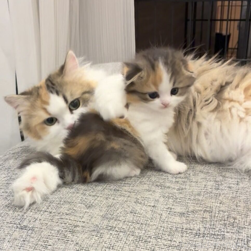 販売中の埼玉県のスコティッシュフォールド(折れ耳)-137694の8枚目