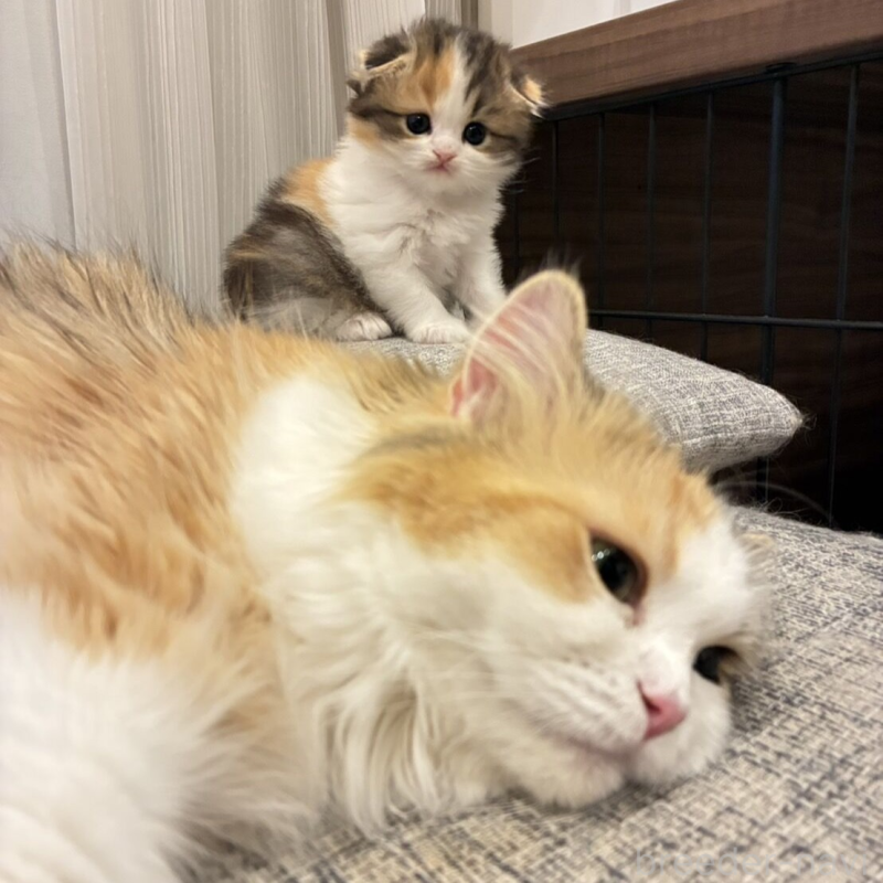 販売中の埼玉県のスコティッシュフォールド(折れ耳)-137694の7枚目