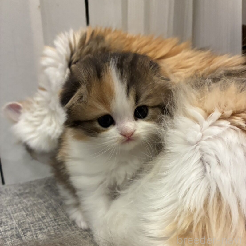 販売中の埼玉県のスコティッシュフォールド(折れ耳)-137694の6枚目