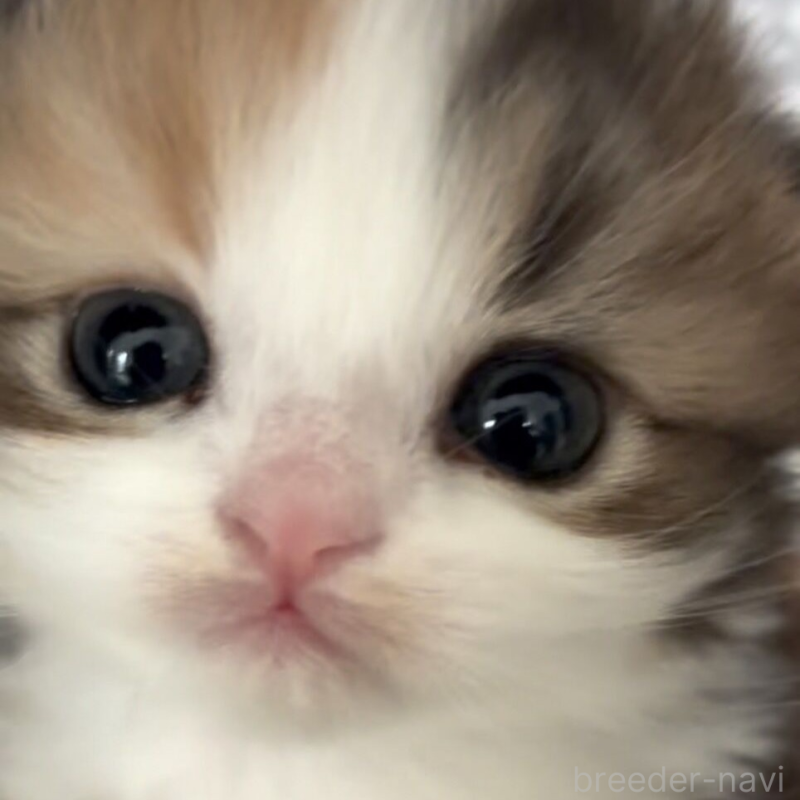 販売中の埼玉県のスコティッシュフォールド(折れ耳)-137694の4枚目