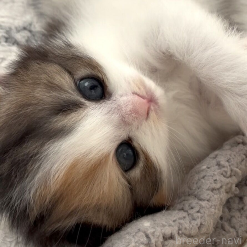 販売中の埼玉県のスコティッシュフォールド(折れ耳)-137694の3枚目