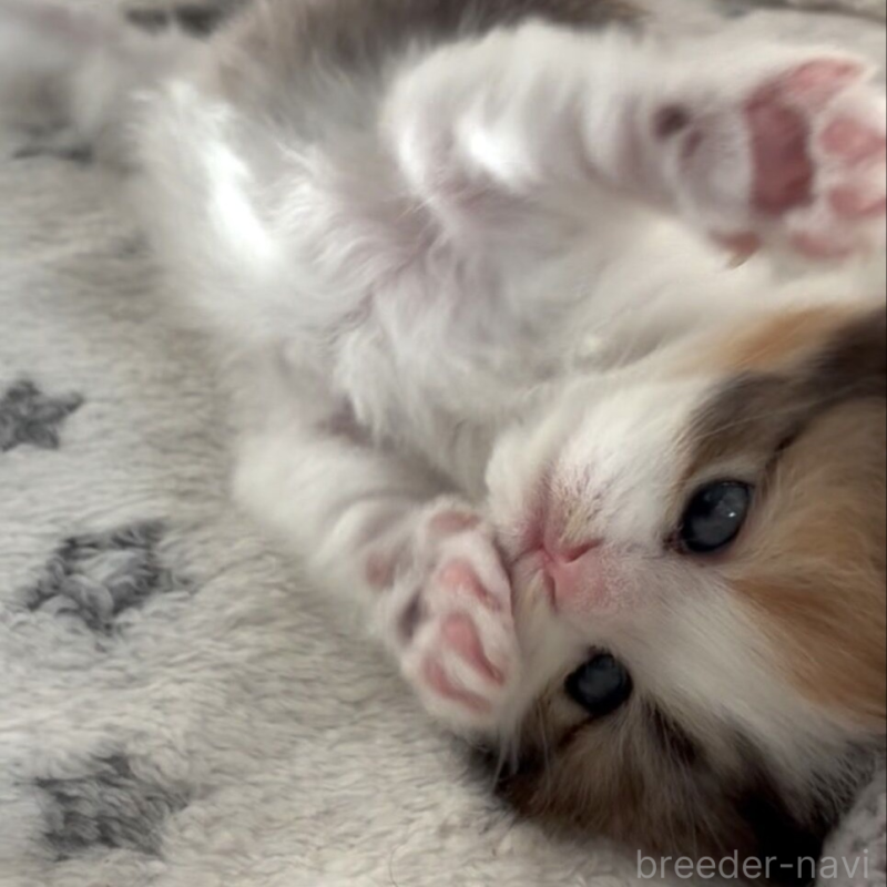 販売中の埼玉県のスコティッシュフォールド(折れ耳)-137694の2枚目