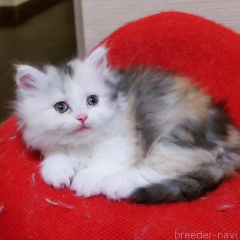 販売中の埼玉県のミヌエット(短足)-136379