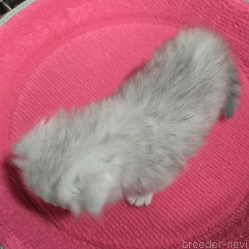 販売中の福岡県のペルシャ(チンチラ)-137621の4枚目