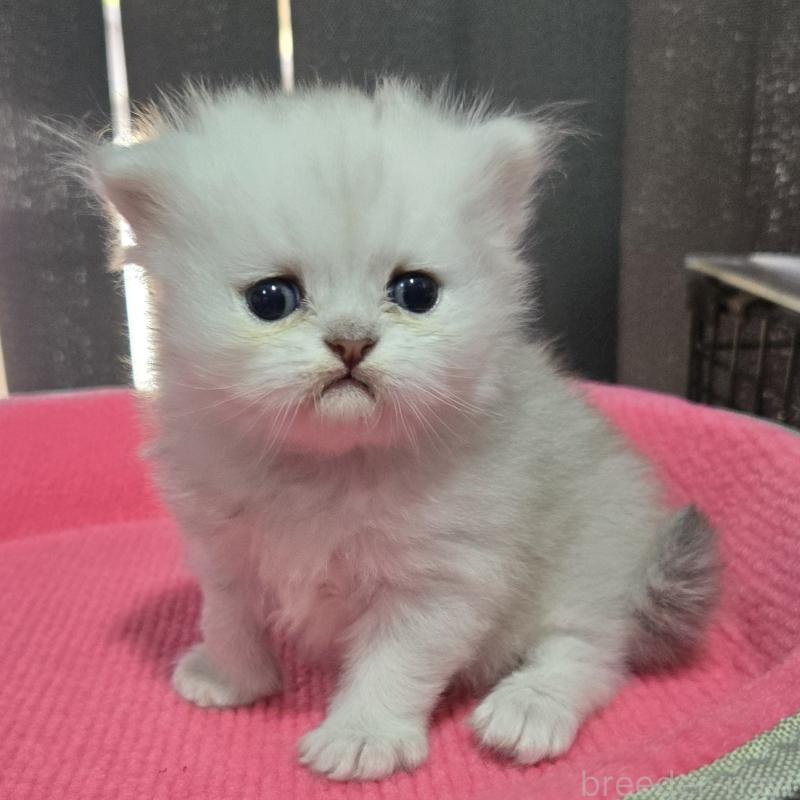 販売中の福岡県のペルシャ(チンチラ)-137621の3枚目