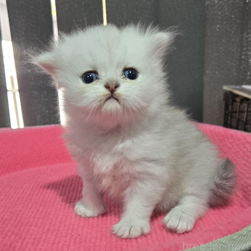 販売中の福岡県のペルシャ(チンチラ)-137621の2枚目