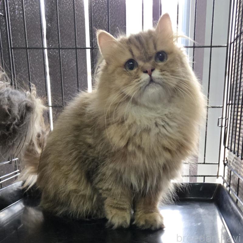 チャチャちゃん1枚目