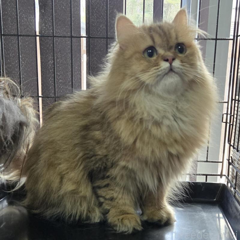 チャチャちゃん1枚目