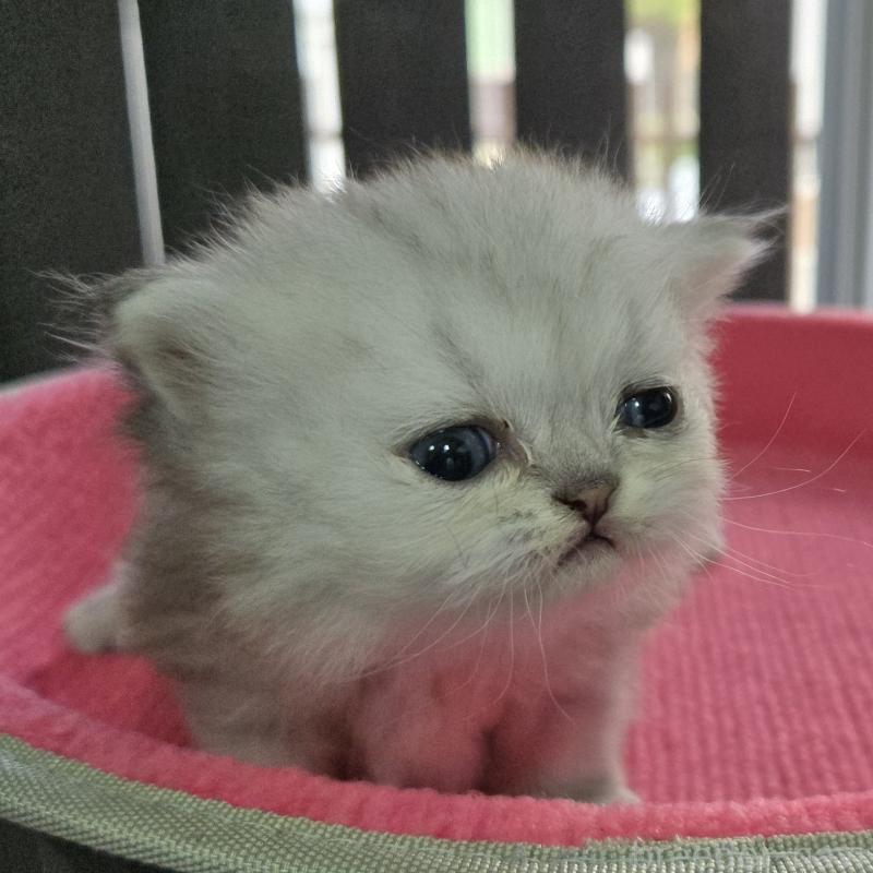 販売中の福岡県のペルシャ(チンチラ)-137622