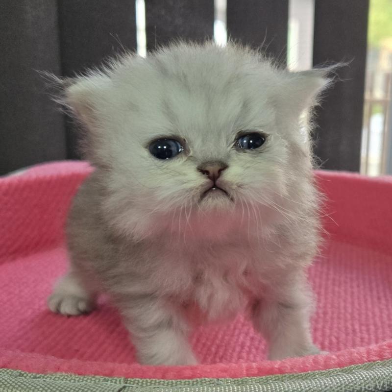 販売中の福岡県のペルシャ(チンチラ)-137622の5枚目