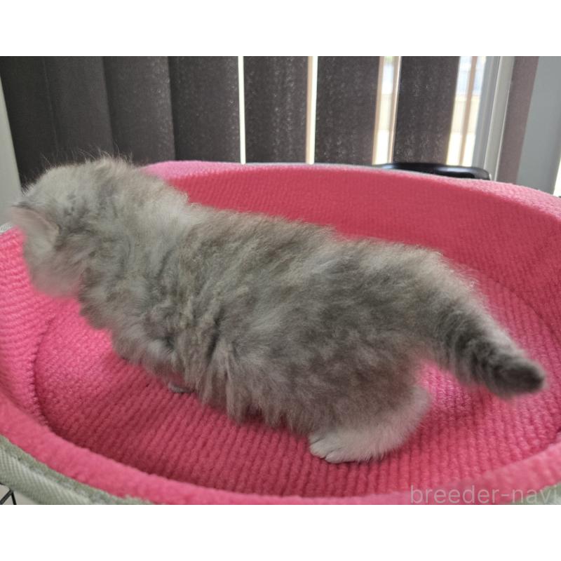 販売中の福岡県のペルシャ(チンチラ)-137622の4枚目