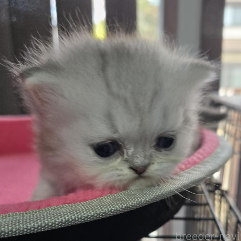 販売中の福岡県のペルシャ(チンチラ)-137622の3枚目