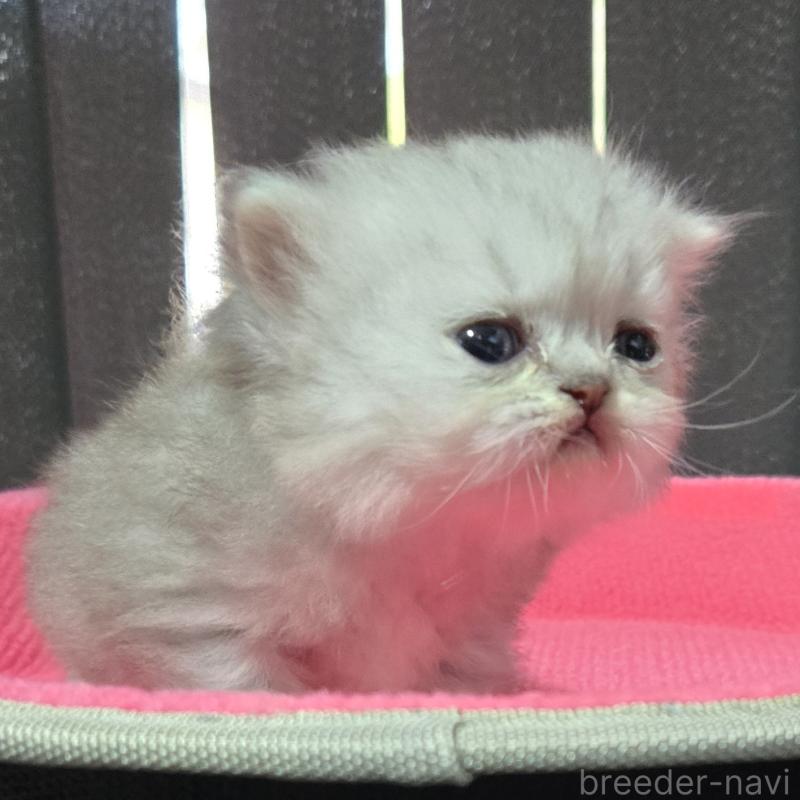 販売中の福岡県のペルシャ(チンチラ)-137622の2枚目