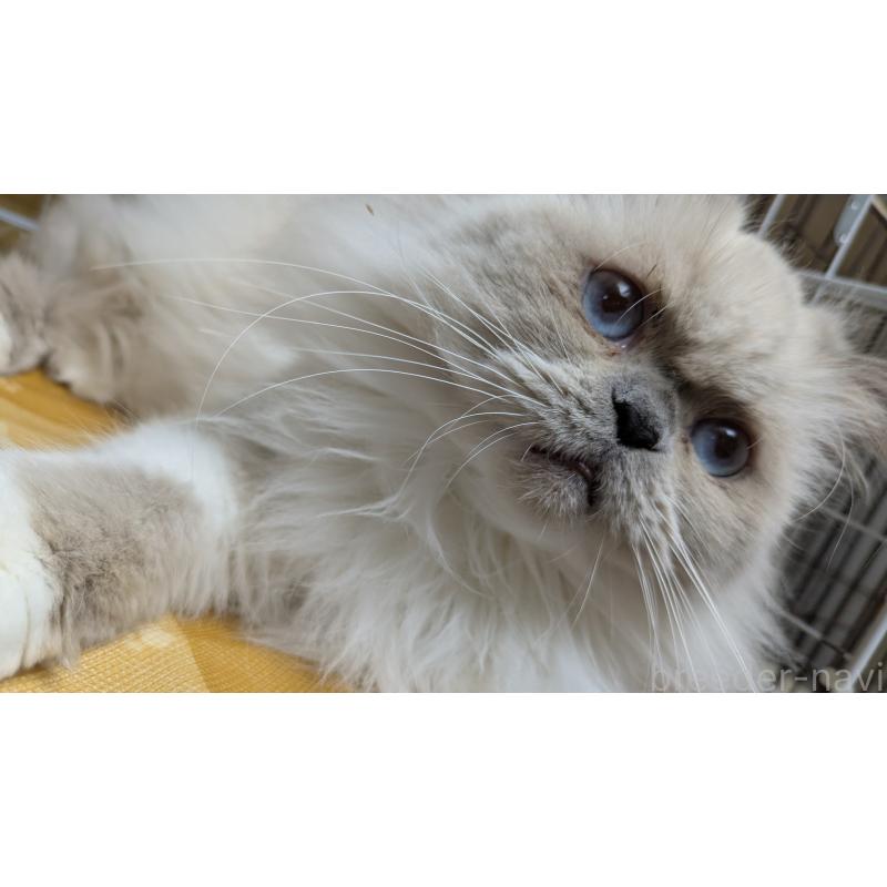 販売中の大阪府のミヌエット-126295の4枚目