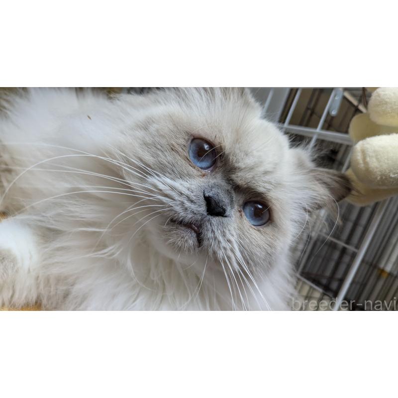 販売中の大阪府のミヌエット-126295の2枚目