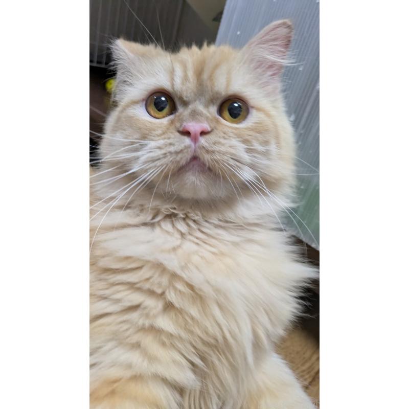 販売中の大阪府のミヌエット-120053の3枚目