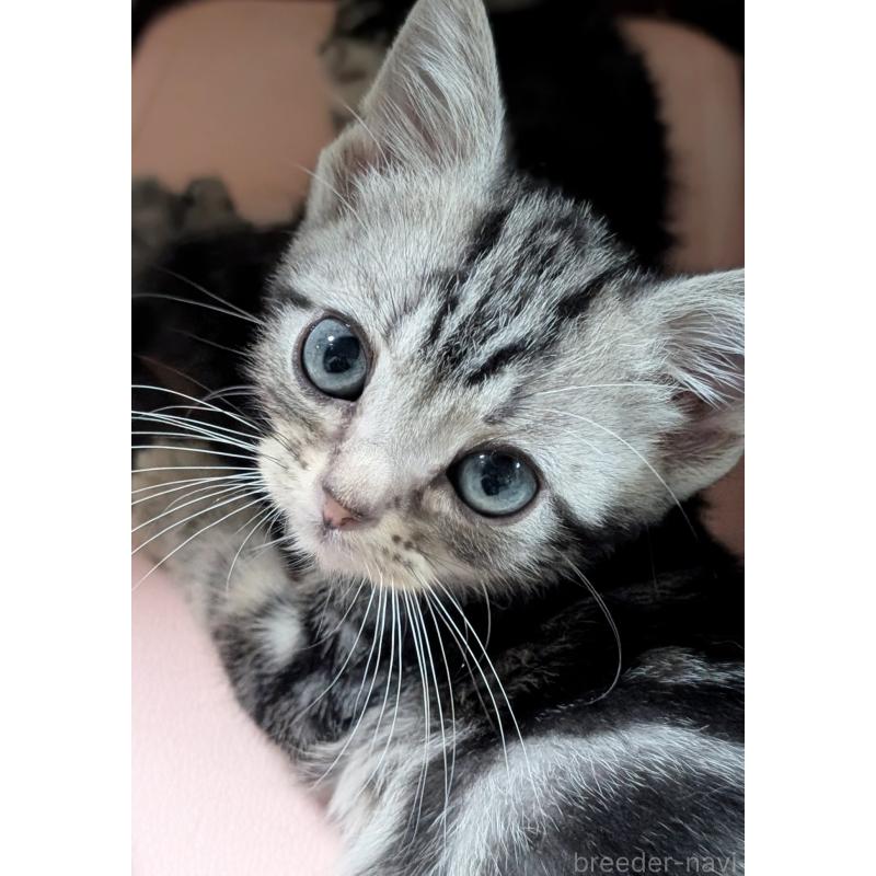 販売中の宮城県のアメリカンショートヘア-135724の2枚目