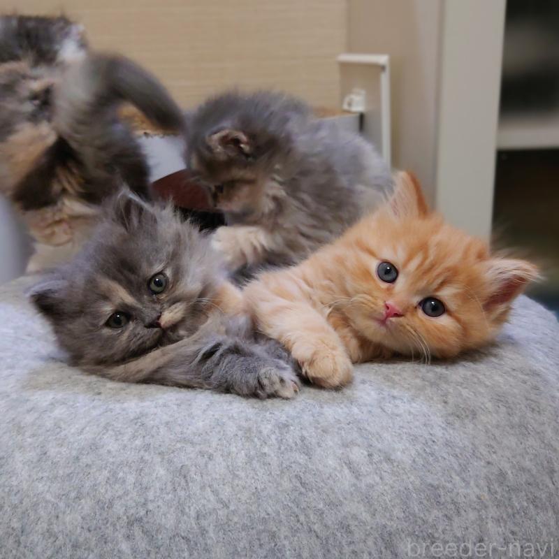 成約済の埼玉県のミヌエット(短足)-136380の2枚目