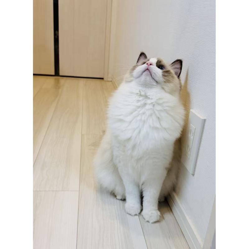 商談中の東京都のラグドール-137701の3枚目