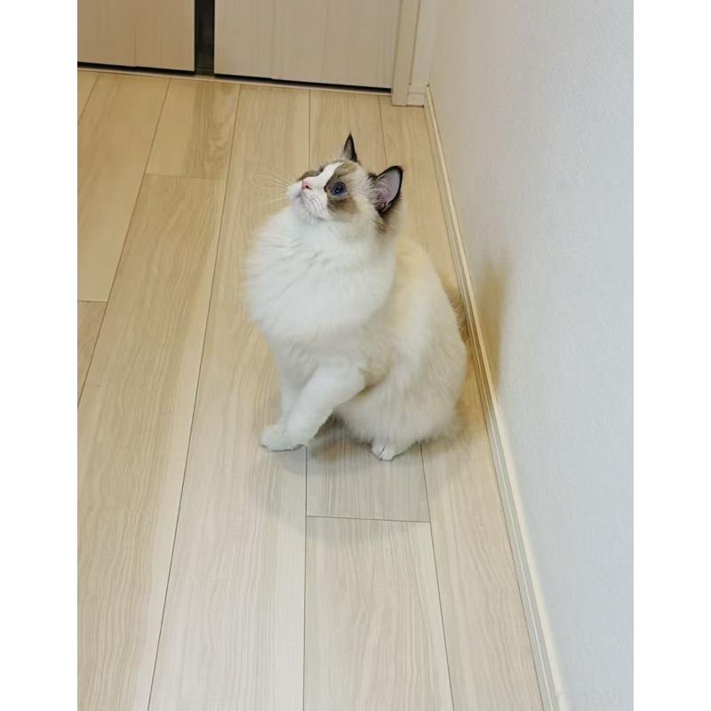 商談中の東京都のラグドール-137701の2枚目