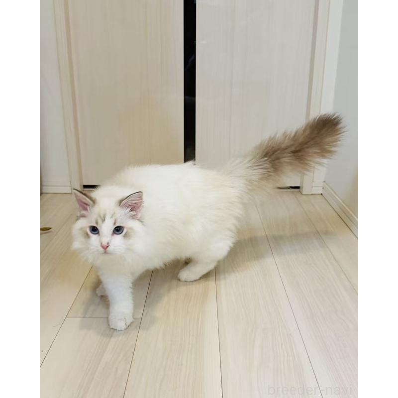 商談中の東京都のラグドール-137702の4枚目